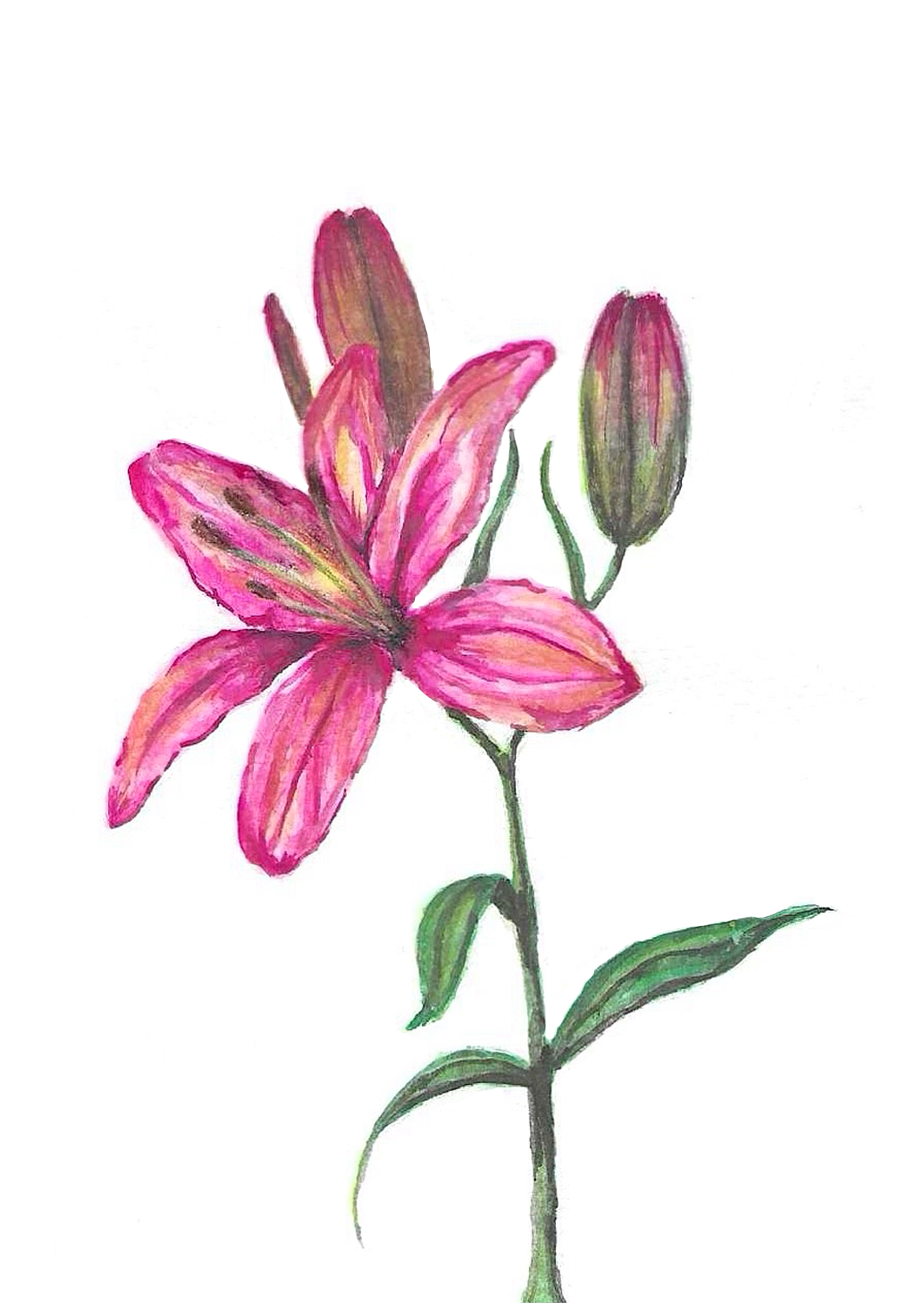 Lillien Karte